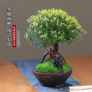 Small-Leaf Red Nan Old Stump Bonsai Office Air Purification Chinese High-End Potted Plant Boutique Plant Living Room Sapling