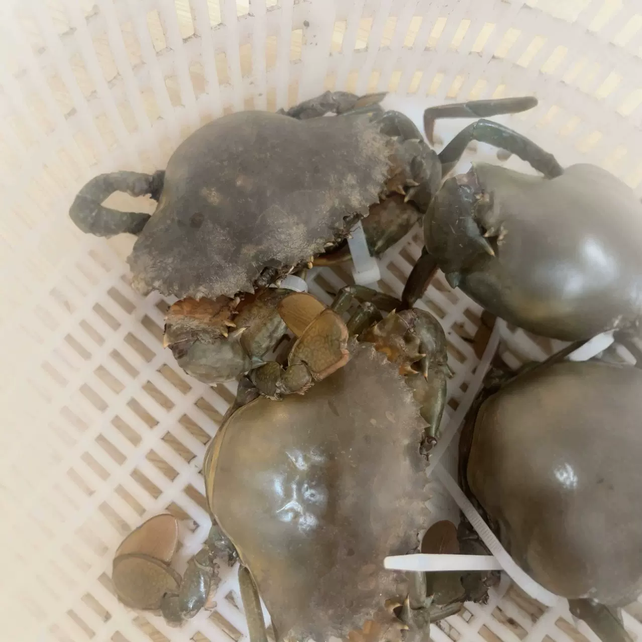 洞头岛大红膏蟹鲜活配送包活到手产地直发红膏满籽