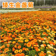 KշNӽKNļ׷NNLջ׷Nͺ