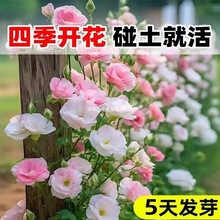 ��۹����N���ļ��N�׻��҃������_���N������õ�廨�N�ѻ���