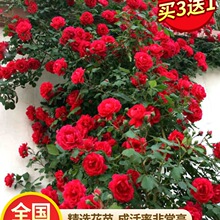 �Nޱ�����ٱ��¼��ش�ͥԺ����ֲ�ﻨ�������̨õ�������ļ��_��