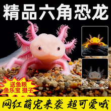 六角恐龙鱼冷水鱼蝾螈水族宠物活体六角龙淡水好养易活观赏网红鱼