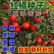 ���ӷN��ɰ�����Ѹ̽��ѽ�۸��������Ե���ͥԺ�ļ��߮aζ��N��