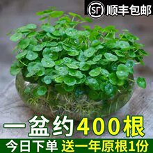 水培植物铜钱草金钱草带叶子室内水养花卉鱼缸绿植盆栽四季好养