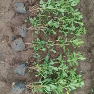 ��������ֱ�N��ͩ�� �������G�hС�纣ͩ��