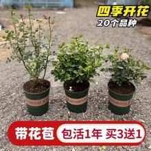 四季开花月季玫瑰花苗盆栽大苗阳台花卉庭院灌木带花苞大花浓香