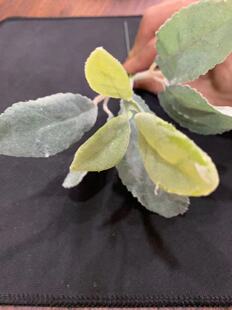 �}�Q���h����������  ��ֲ֦�q����~ С֦����~���� ֲ�q�~��