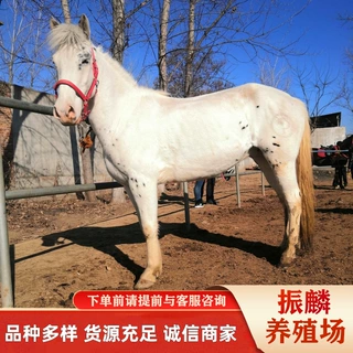 公园用马多少钱一匹哪有卖 训好的骑乘马 伊犁马 半血马养殖