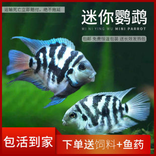 淡水小型魚圖片 海量高清淡水小型魚圖片大全 阿里巴巴