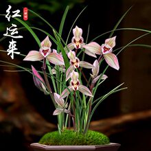 ���r�@�ϷN��Ʒ�������\���݆���Ͱ��m���m���������辰�[��