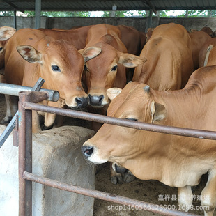 ������ţ�� �����Sţ 300�����ҵ���ţ�كr�� Сţ����һ�^