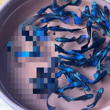 热带鱼纯种冰蓝孔雀鱼小型胎生鱼繁殖怀孕母鱼临产大尾巴观赏鱼