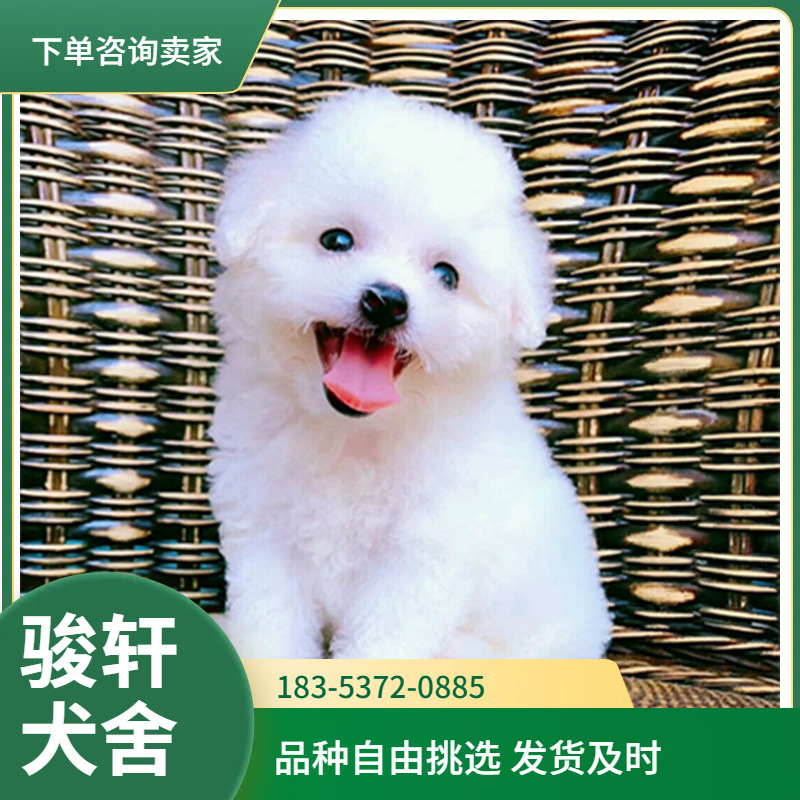 纯种比熊幼犬小体长不大茶杯犬飞耳比熊不掉毛小型犬泰迪宠物狗狗