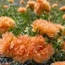 ��ɫ�������l؛�W�t�ذ��޸�̫ꖻ���֦�l����~���BͥԺ�̨����