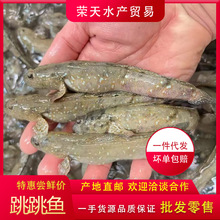 海捕鲜活跳跳鱼弹涂鱼滩涂鱼当天活冻跳跳鱼新鲜海鲜水产鲜广东