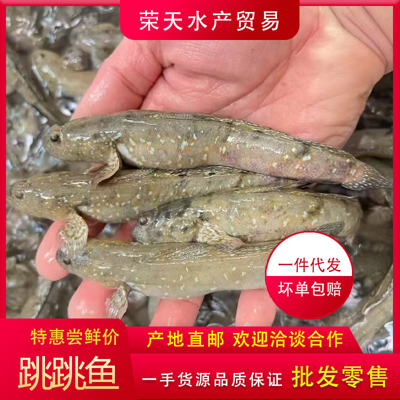 海捕鲜活跳跳鱼弹涂鱼滩涂鱼当天活冻跳跳鱼新鲜海鲜水产鲜广东