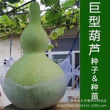 巨型葫芦种子特大葫芦种子易种手捻葫芦种子特小葫芦天然超大葫芦