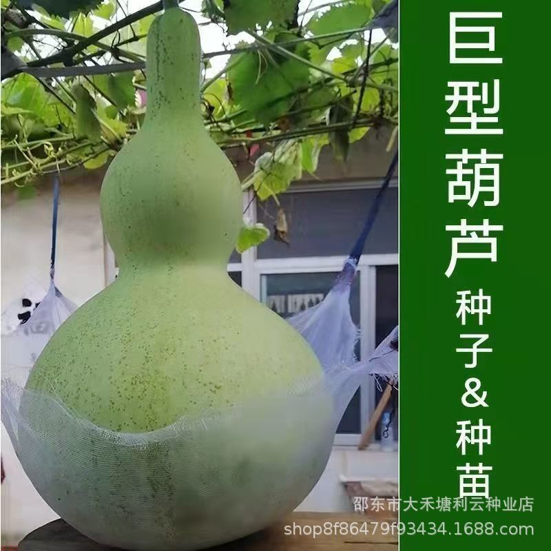 巨型葫芦种子特大葫芦种子易种手捻葫芦种子特小葫芦天然超大葫芦
