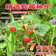 蛇莓种子野生草莓多年生园林地被点缀花籽中药材蛇泡草籽庭院盆栽