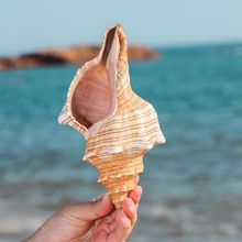 天然贝壳海螺海星珊瑚螺贝鱼缸造景装饰品卷贝鱼寄居蟹替换壳组合