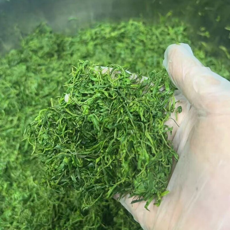 太行山野生ナツメ初作若芽茶睡眠と睡眠茶安全で健康的なお茶伝統的な工芸新茶|undefined