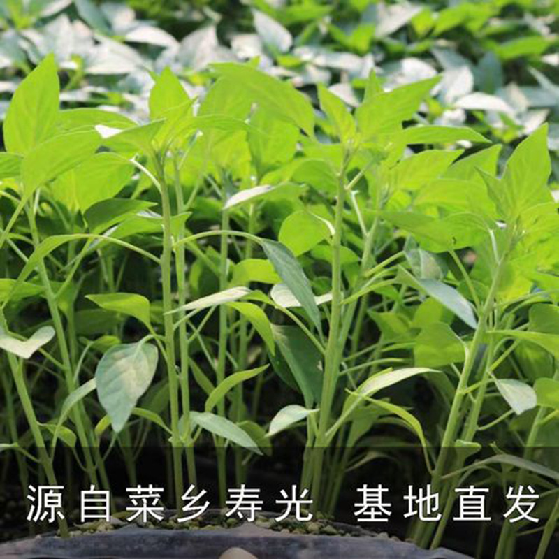 u=2872673529,2651509999&fm