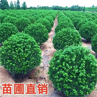 �������S������~�S���綬�����ļ�����ͥԺ�h��ͥԺ�G�h�G������