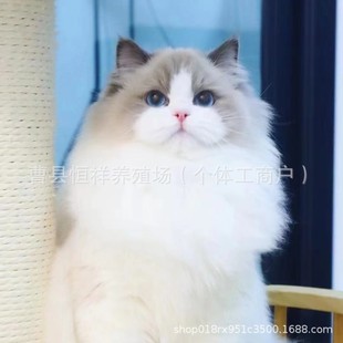 �B��ֱ�l��ż؈��؈���w��؈�������̻���؈�Ӱ���˾؈��Ӣ���{؈