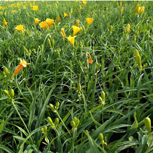 ��������ݷN���ļ����B��������n���ͺ�ֲ�ﻨ�����Թ�������