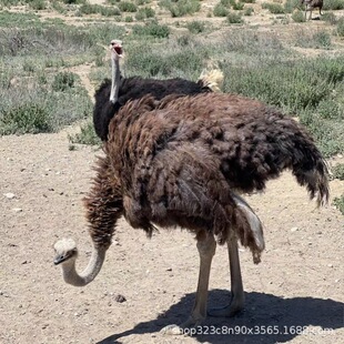 ����N�r�B�������Bֳ���۵� ���l���|�r�B����w�r�� �r�B���r��