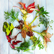 �W�y��̦�\ˮꑸ�ֲ���҃��k�����������ԾGֲ����ˮ�����籬��