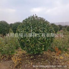 大叶黄杨球各种规格龟甲冬青红花继金森女贞金边黄杨卫矛球扶芳藤