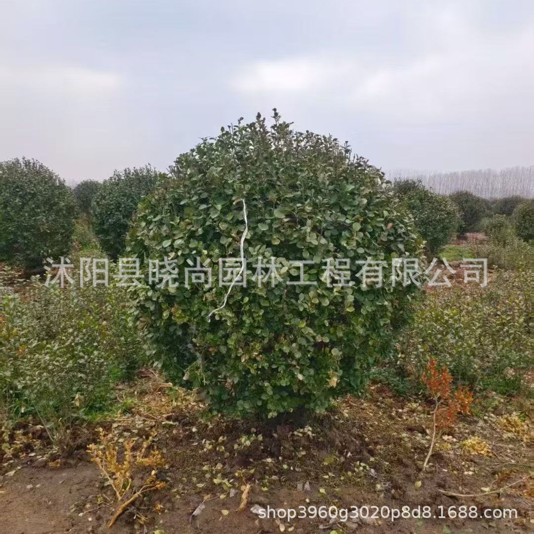 大叶黄杨球各种规格龟甲冬青红花继金森女贞金边黄杨卫矛球扶芳藤