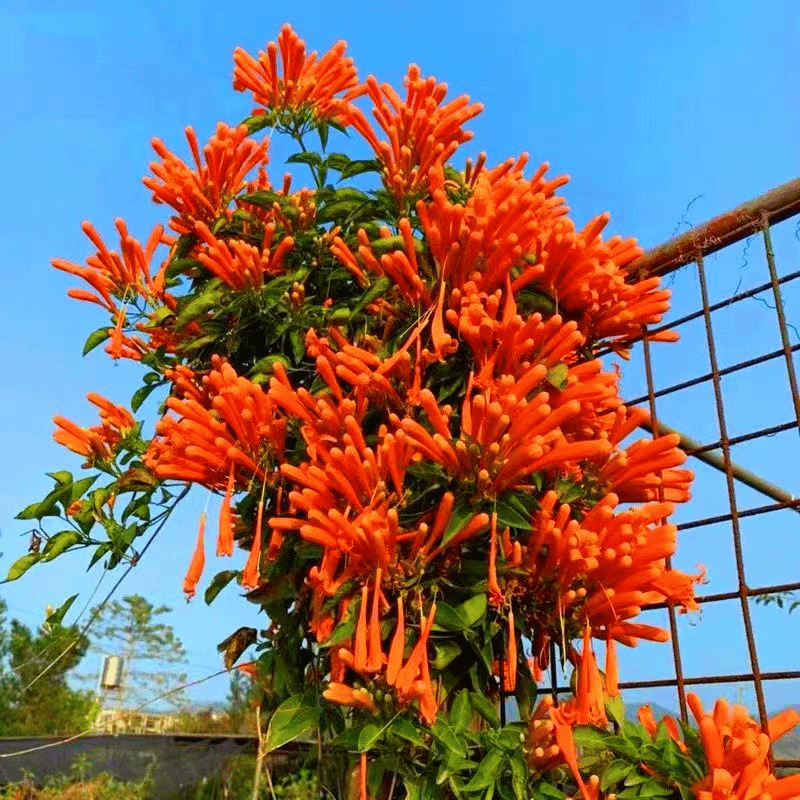 SKU_03_橙黄200粒_优质新种1包送催芽肥料