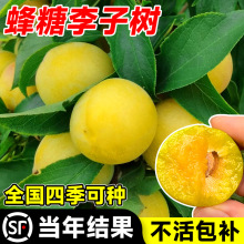 ӘƷNش̖Aˮ籱ϷNֲͥԺ