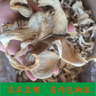 ���؏S�� ��؛ƽ�� ƽ���l ��؛�U�~���Pβ���漧��500gɢ�b���l