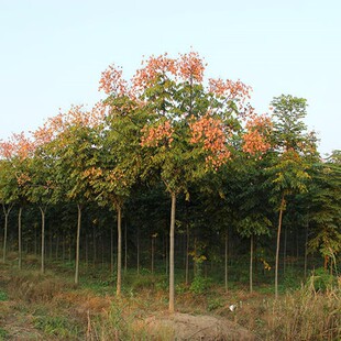 �����С���Sɽ�豱����@�ֹ��̾G����ľ�е���ͥԺ�L��ռ�ز��w