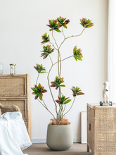 WͷGֲֲ׃~ľ辰ؙ҃b쾰[