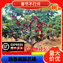 һ�����l܇���Ә����ش���Ҙ��ϱ����Nֲ����Y������Լ޽Ӱ���