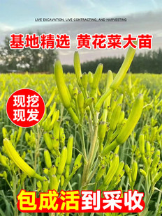 Day Lily Root Seedlings Edible Day Lily Seedlings Day Lily Day Lily Perennial Seeds Are Now Dug and Packaged to Survive