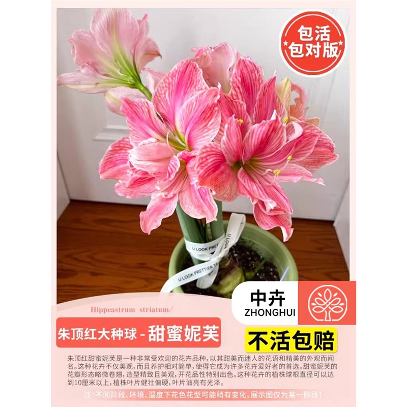 Amaryllis bulb - sweet nieve (large)
