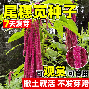 β���{�N���^�p�����˹������{�N���ļ��׷N�����L�ݏ�β���{����