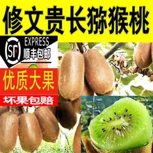顺丰包邮贵州修文贵长猕猴桃新鲜孕妇水果绿心奇异果5斤10斤
