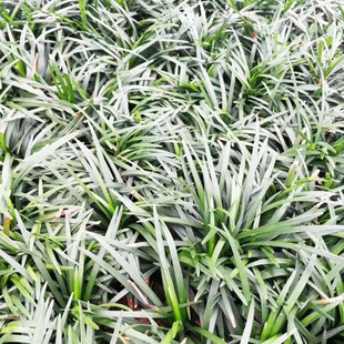 Villa Community Greening Japanese Dwarf Ophiopogon Japonicus Jade Dragon Grass Is Evergreen All Year Round and Does Not Grow Tall Jade Dragon Grass Seedlings Are Resistant to Trampling and Cold