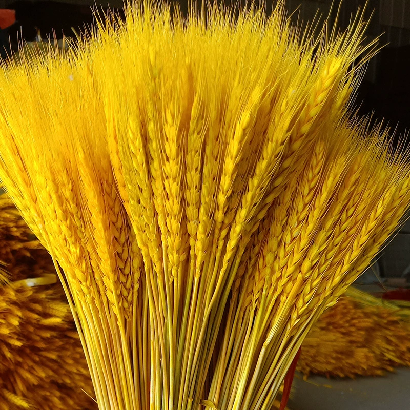 Золотисто-желтые пшеничные уши букет из сухих цветов гостиная садовая Цветочная композиция пшеничные уши сухие цветы открытие корзина из цветов ячменя сухая Цветочная композиция