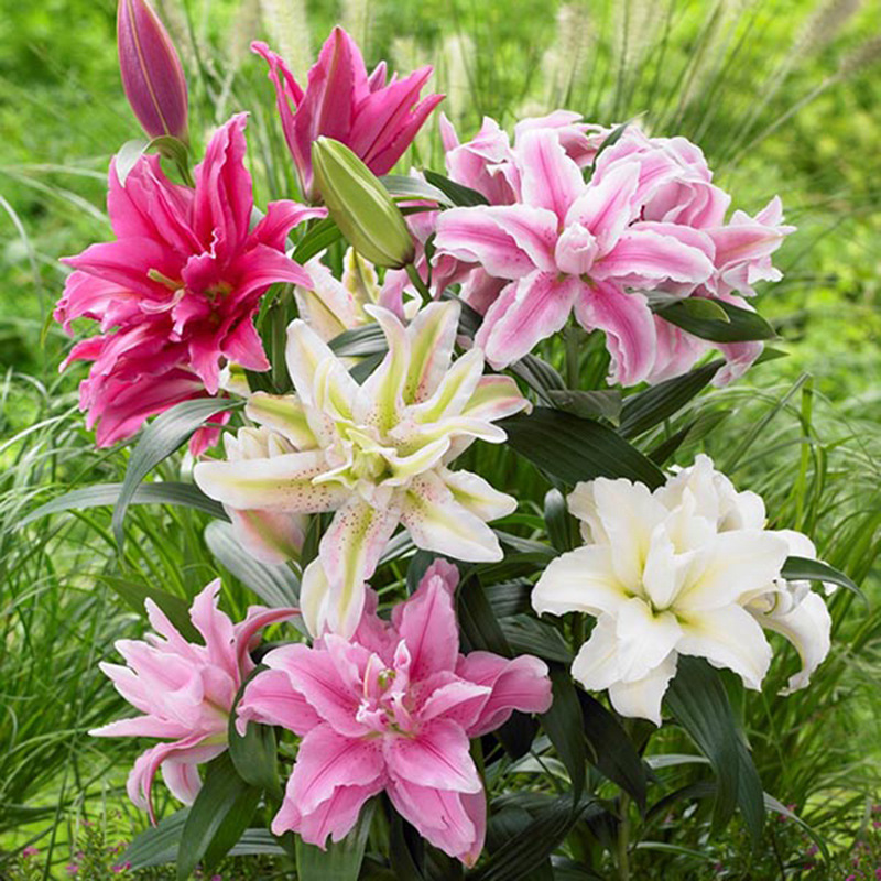 Base Wholesale Perfume Lily Bulbs, Asian Lilies, Multi-Season Flowering Lily Seedlings with Buds, Shipped in All Seasons Potted Plants