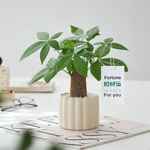 发财树小盆栽室内绿植办公室内客厅桌面植物净化空气四季好养跨境