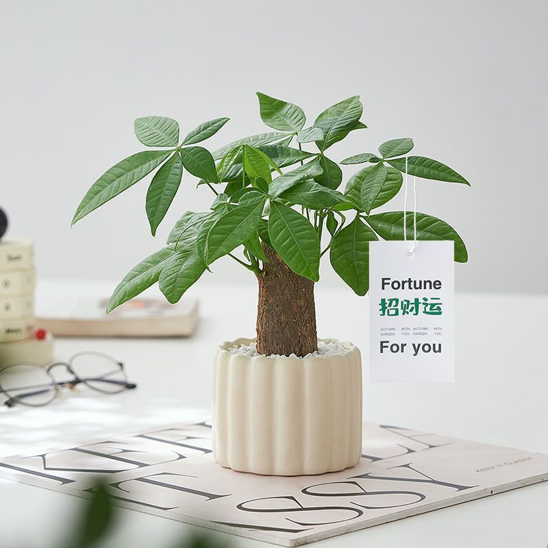 发财树小盆栽室内绿植办公室内客厅桌面植物净化空气四季好养跨境