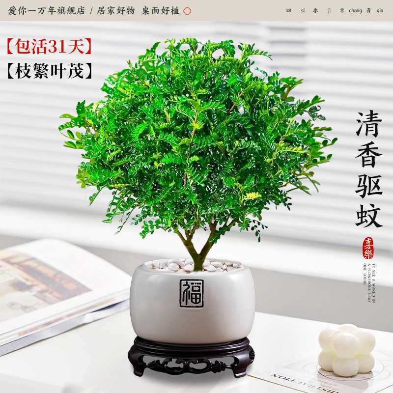 고급 향고추나무 + 진주백부 도자기 세면대 + 원형 베이스 (포장석 + 영양성분 포함)