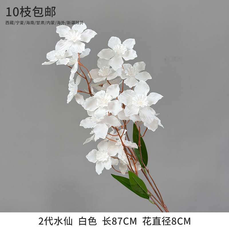 2nd Generation Narcissus White